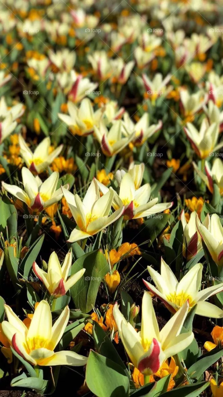 Flowers
