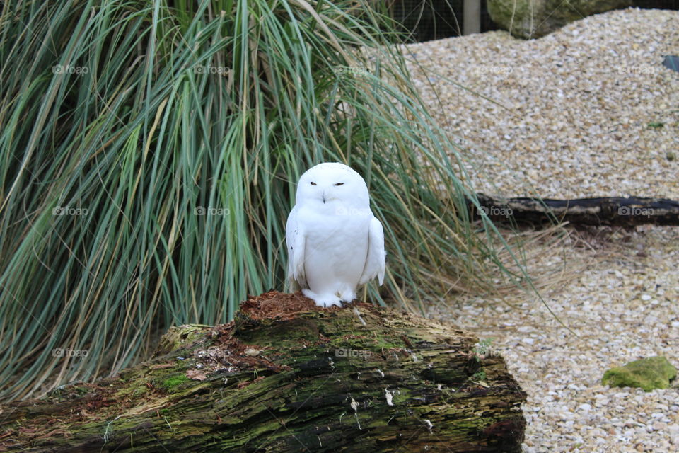 Snowy owl perched