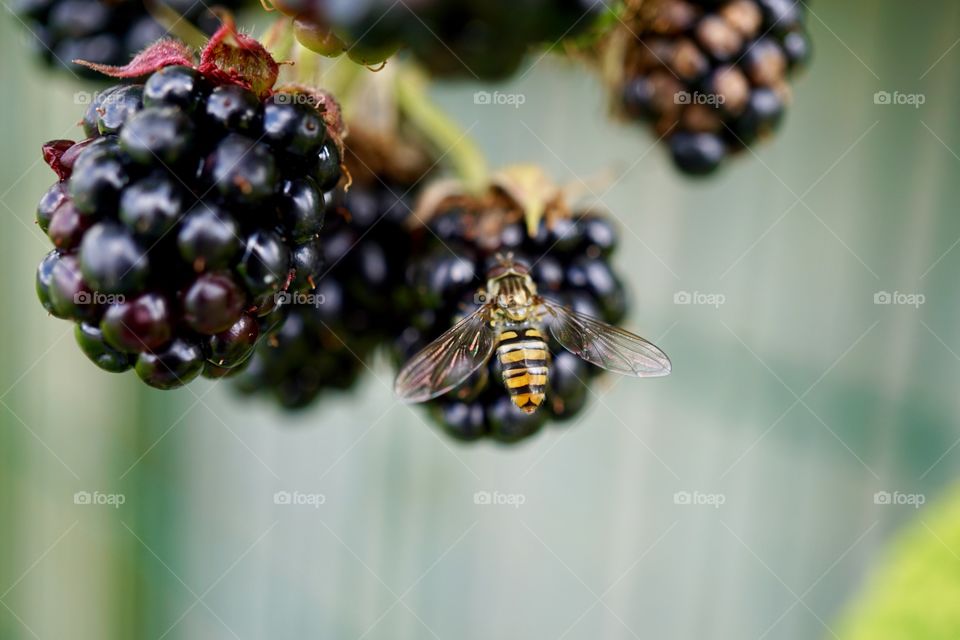 Wasp feeding on blackberries 