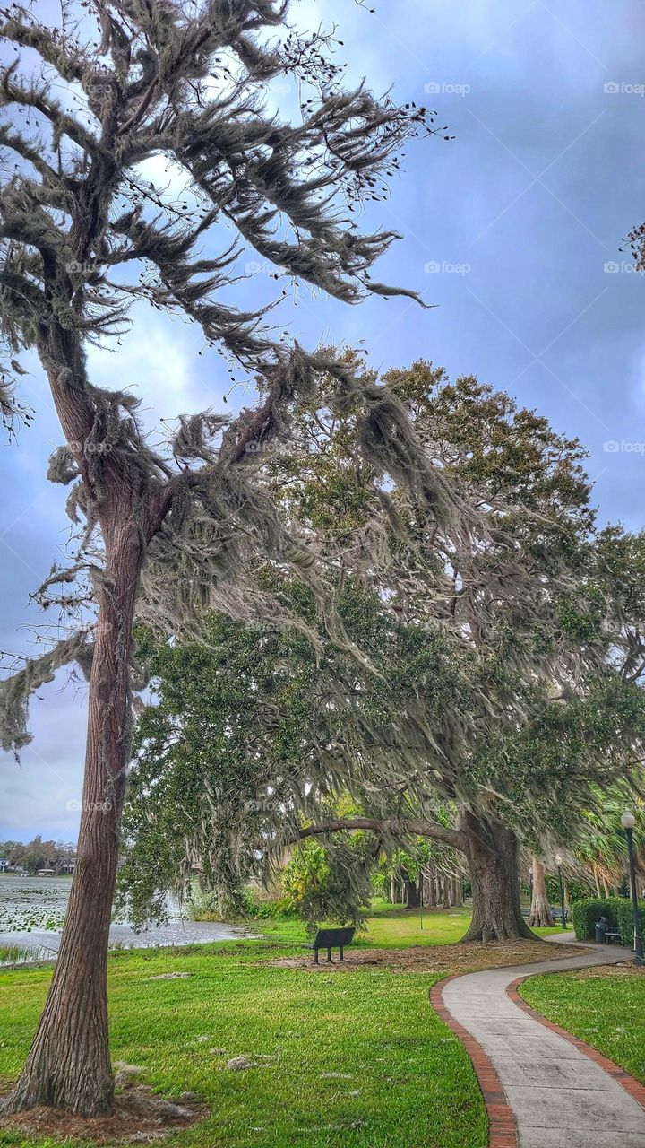 Florida trees with Spanish moss