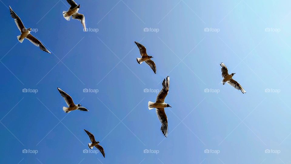 Flight of seagulls in the blue sky 💙🕊️