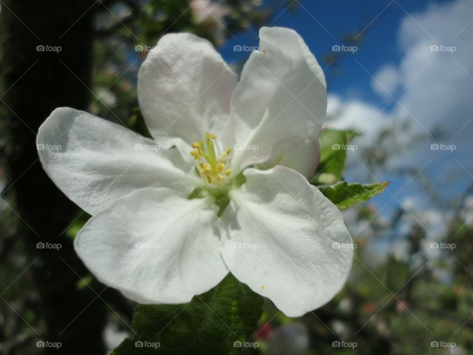 Flower, Nature, Flora, Leaf, No Person