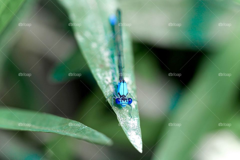 Blue Damsel 