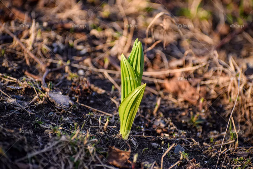 Spring