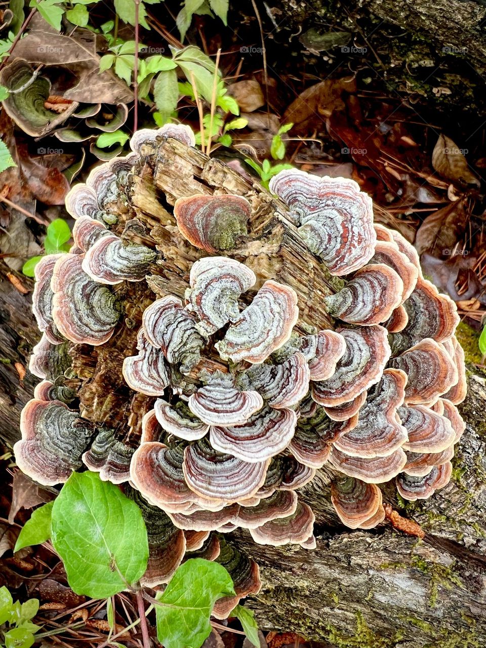 Colorful wild mushrooms on an old forest stump.