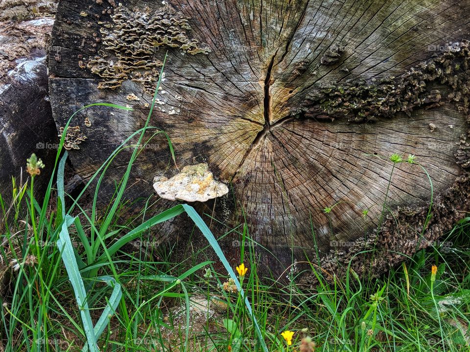 fungus on end of log