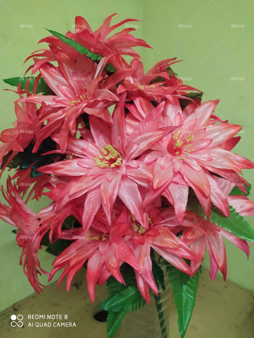 Nature, No Person, Leaf, Flora, Summer