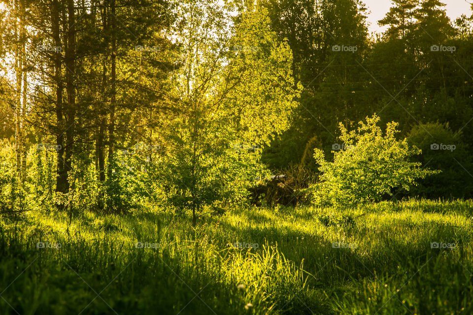 A beautiful, calm evening landscape of summer in country.