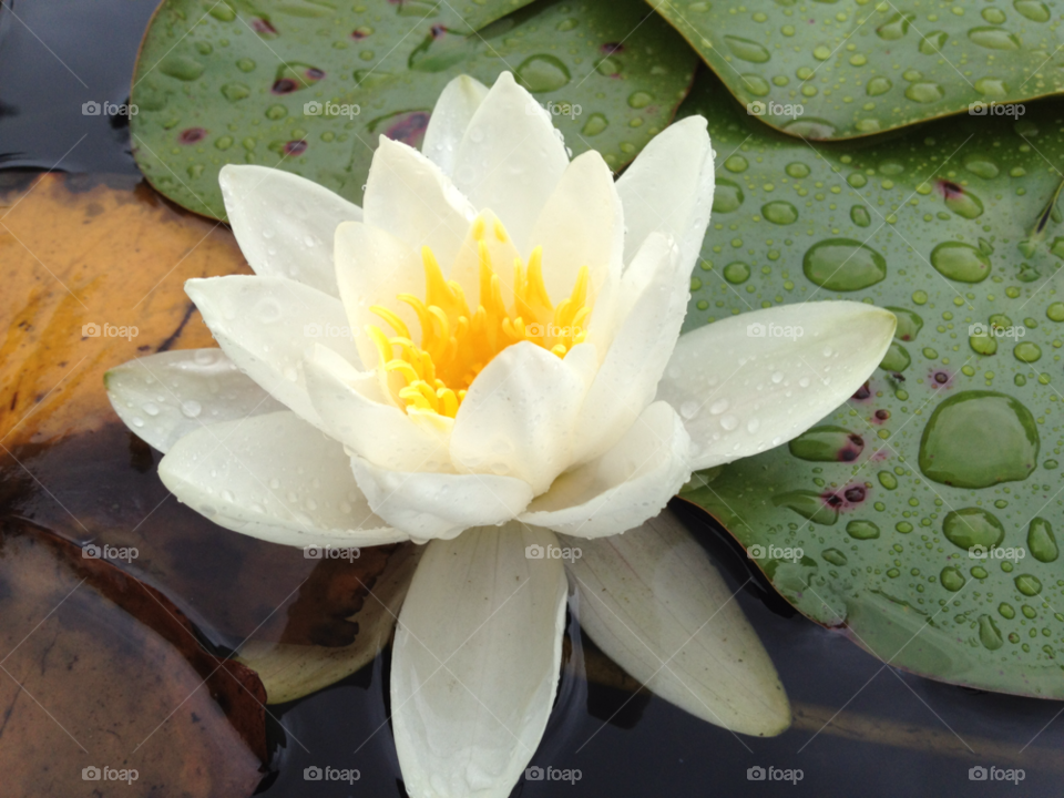 nature flower water lake by Elina