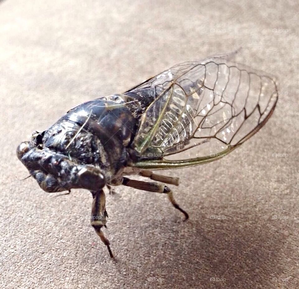 Cicada 