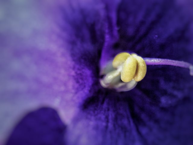 Violets 2