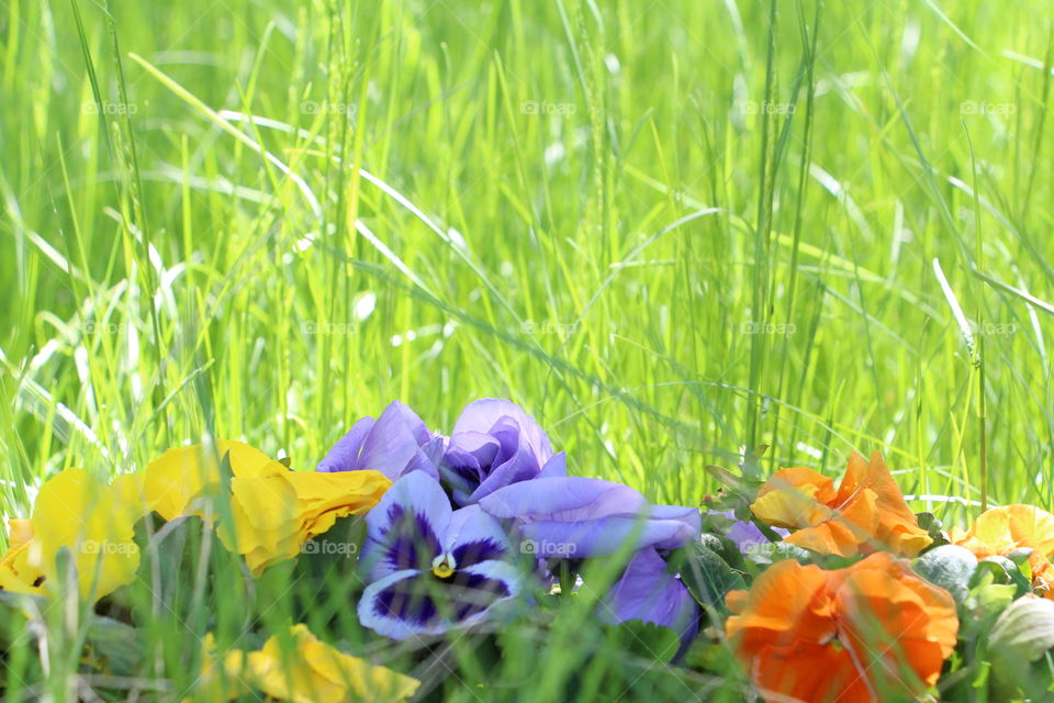 vibrant flowers in green grass are the joys of summer.