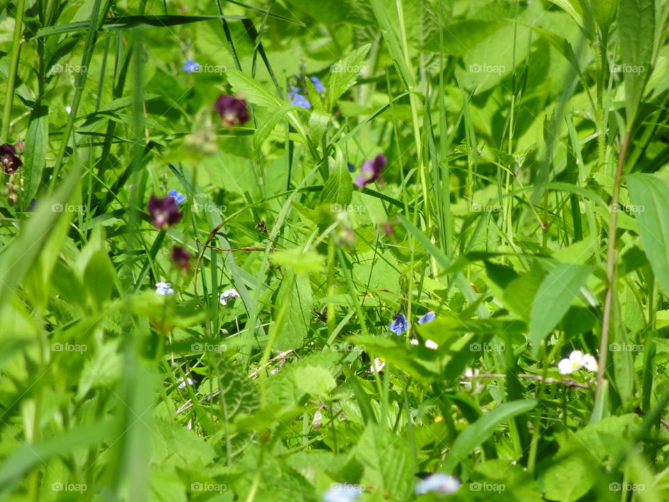 Luscious field of greens and wild flowers.