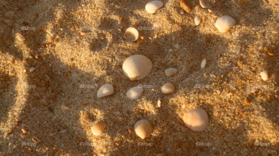 Shells in the golden sand 