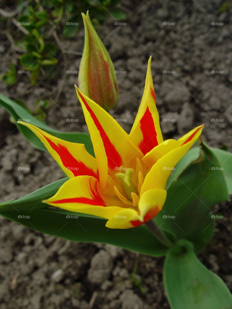 tulip