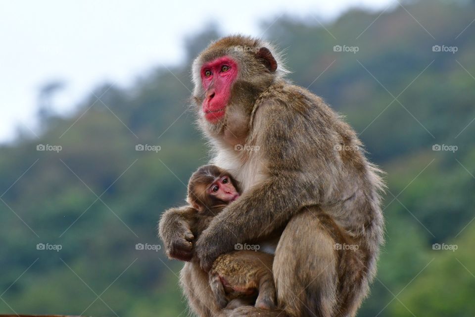 Red face momma macaque with baby