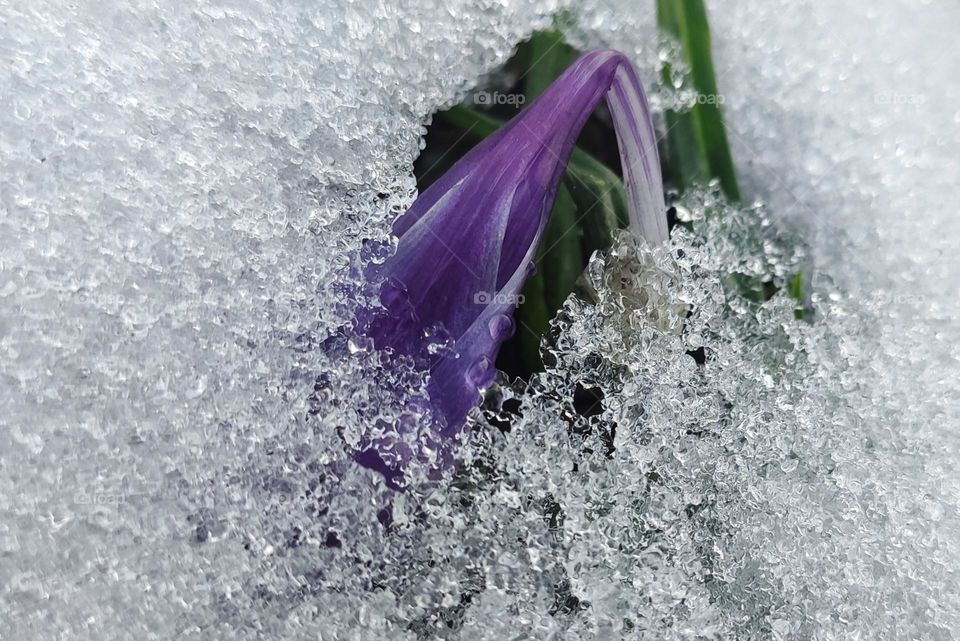 Spring, crocus flowers under the snow, beautiful.