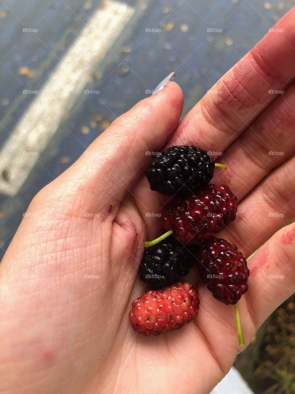 blackberries while walking
