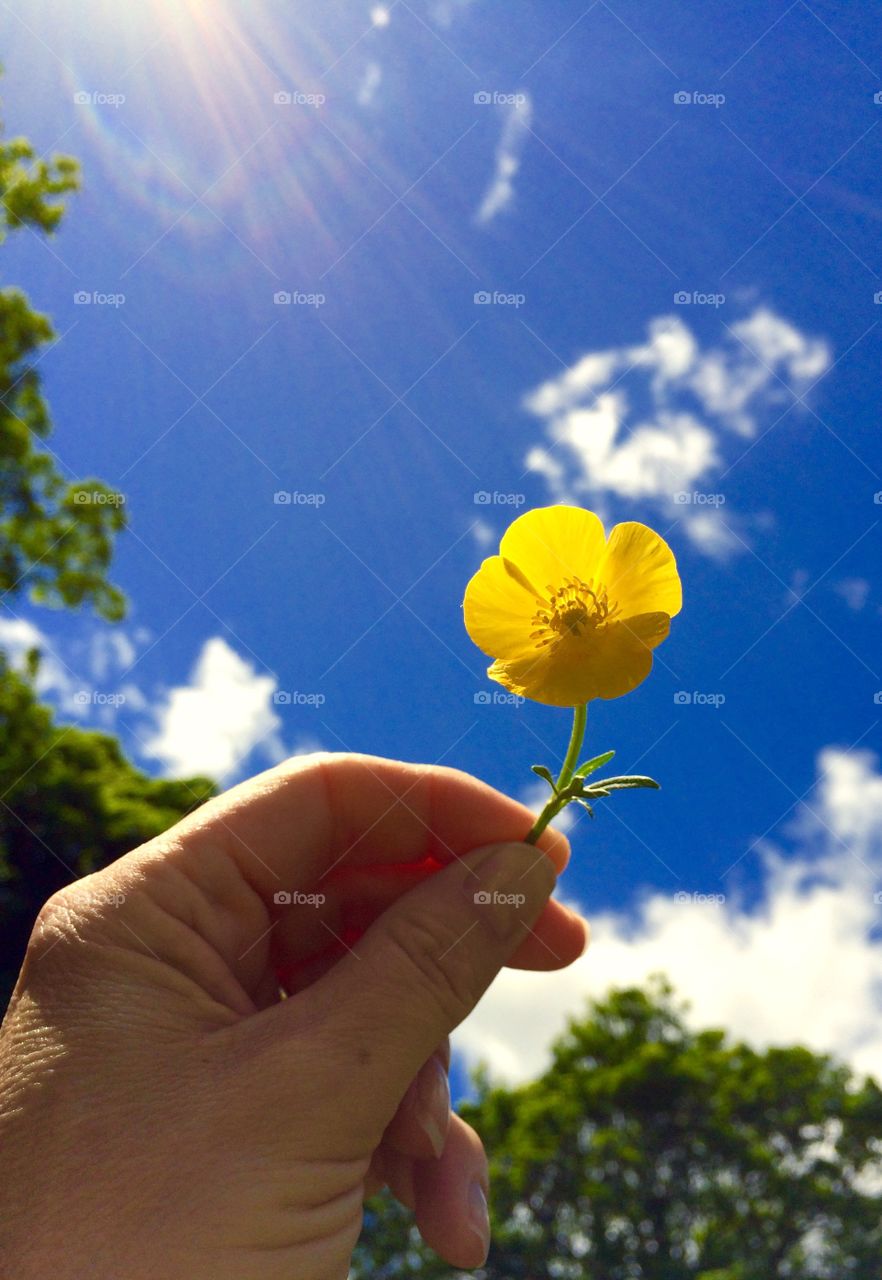 Little Buttercup. Holding a buttercup 