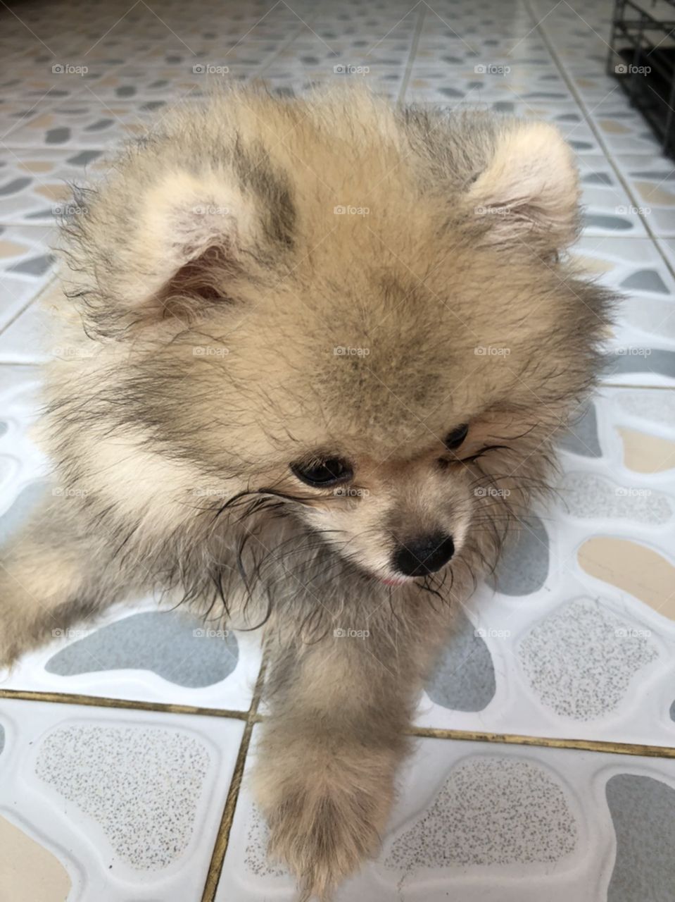 different manner of female puppy "pomeranian"
