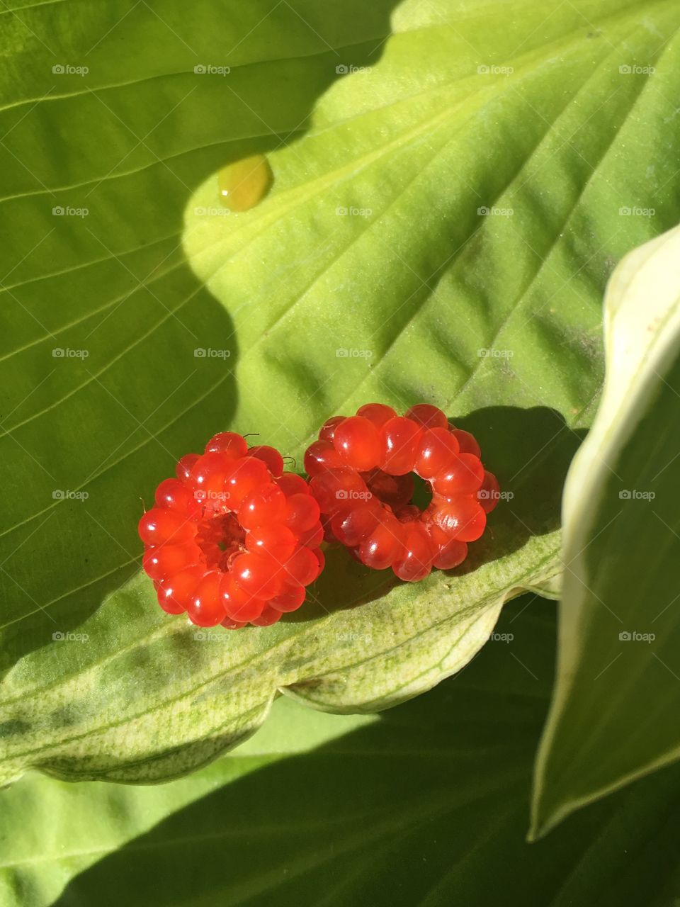 Beautiful berries growing in my garden