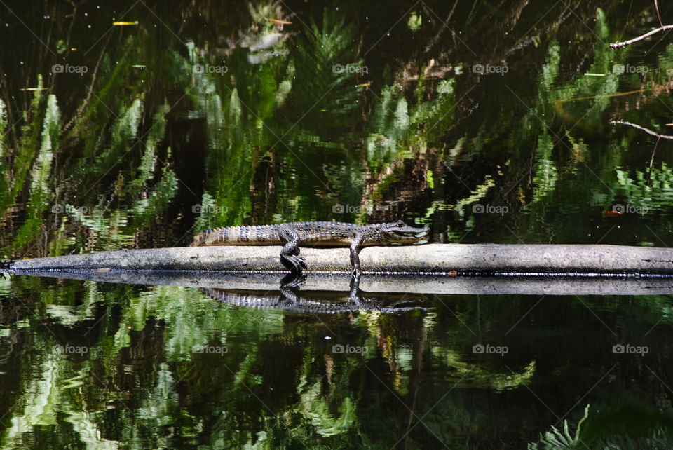 Wildlife caiman reflection