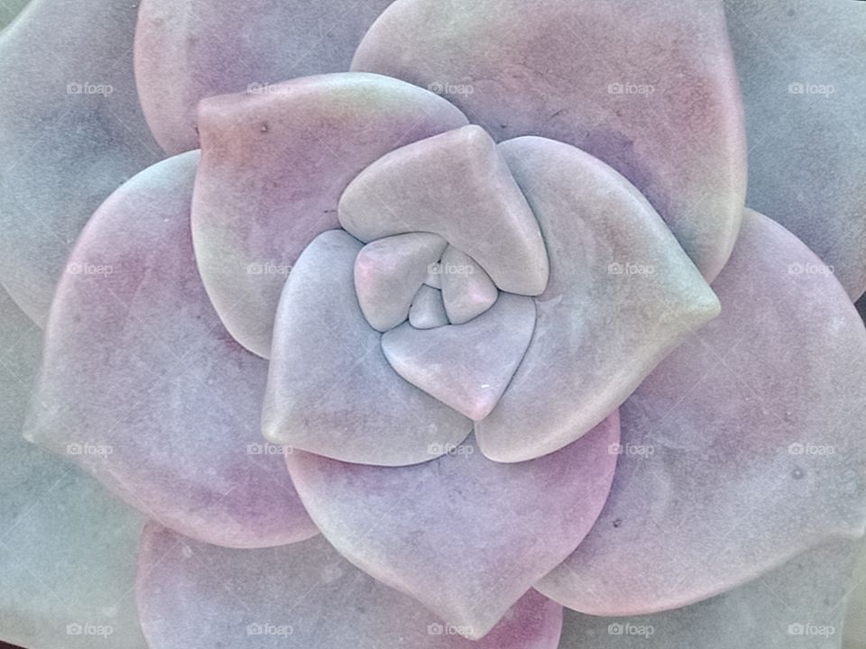 An up close photo of a grey and purple succulent plant