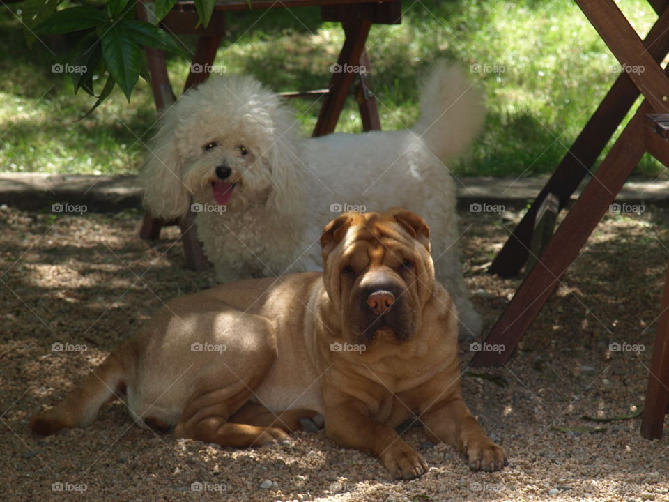 Dis perros de difference raza, posture y actitud posando juntos. 