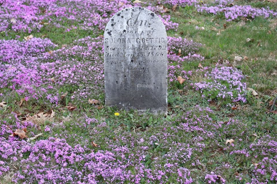 Purple flowers on old grave, life springs from death