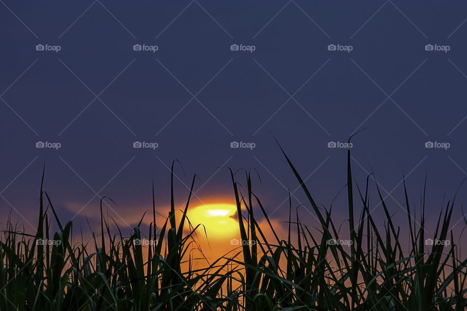 Sunset in the evening after the grass