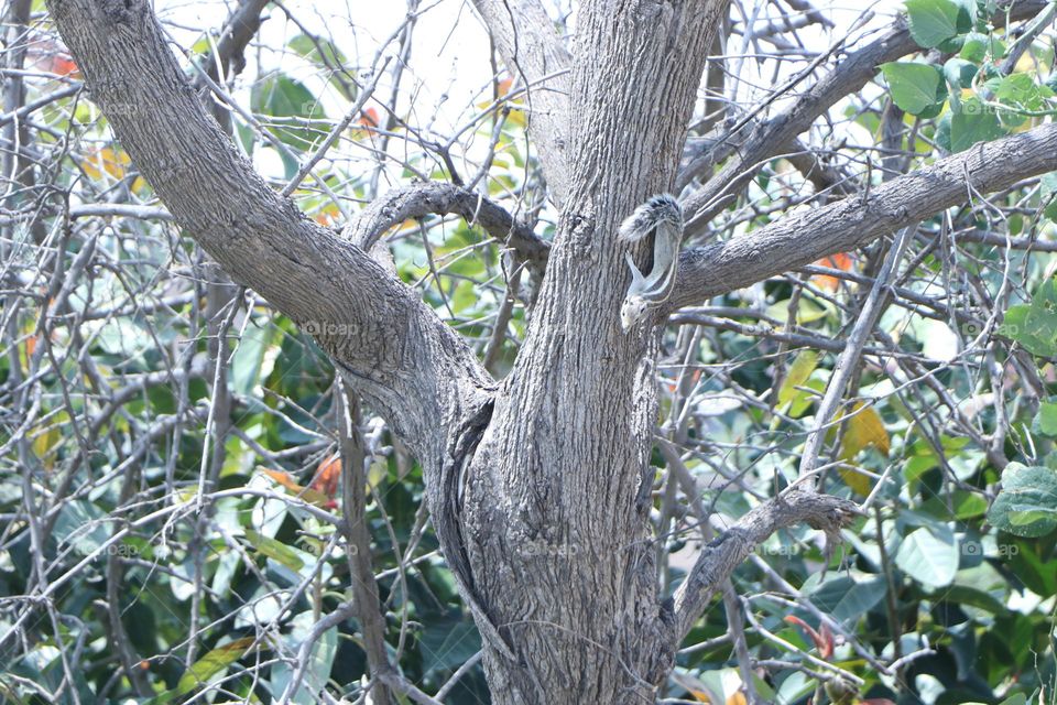 squirrel on tree