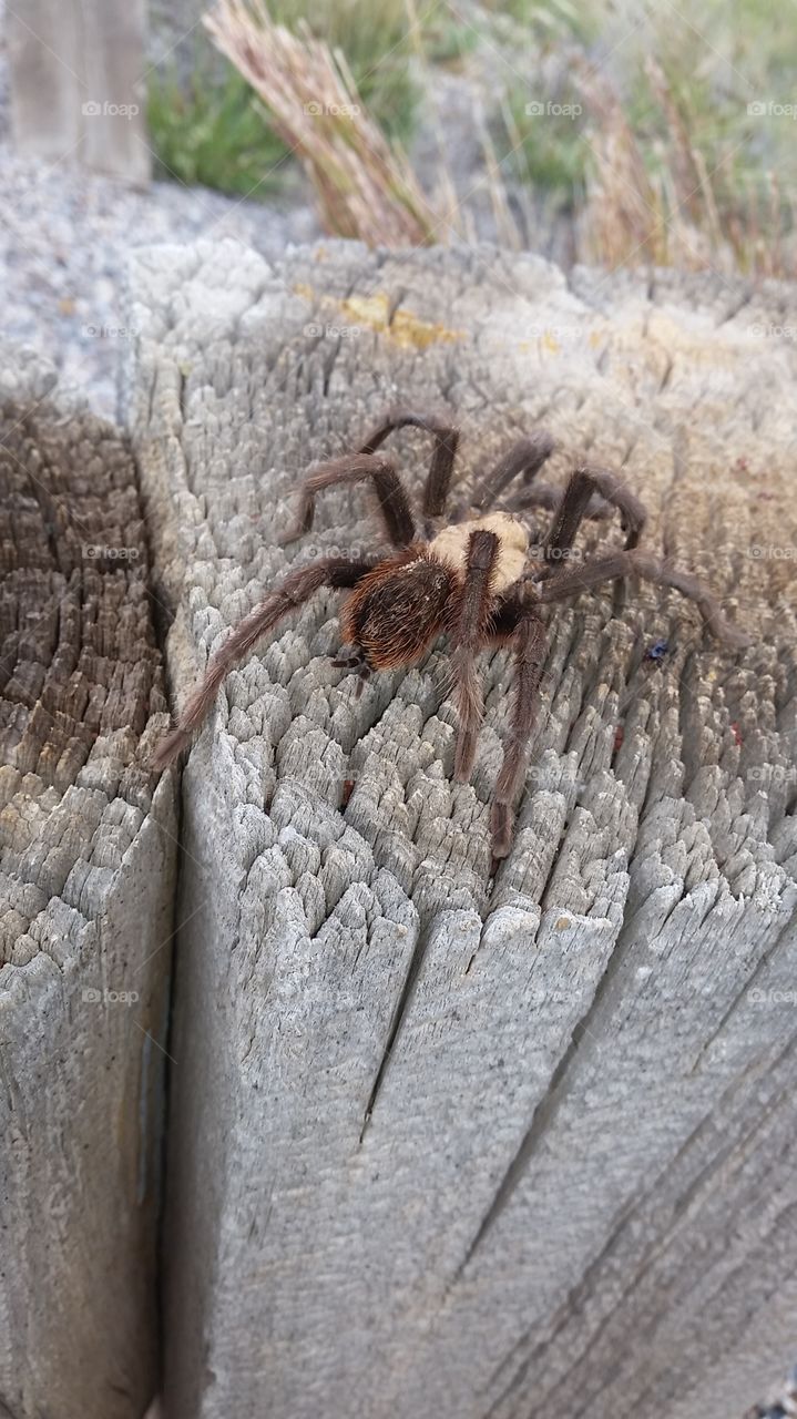 Tarantula. New Mexico during tarantula mating season