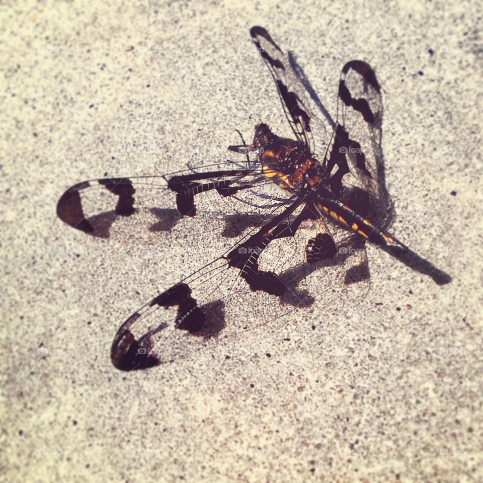 speckled wing dragonfly