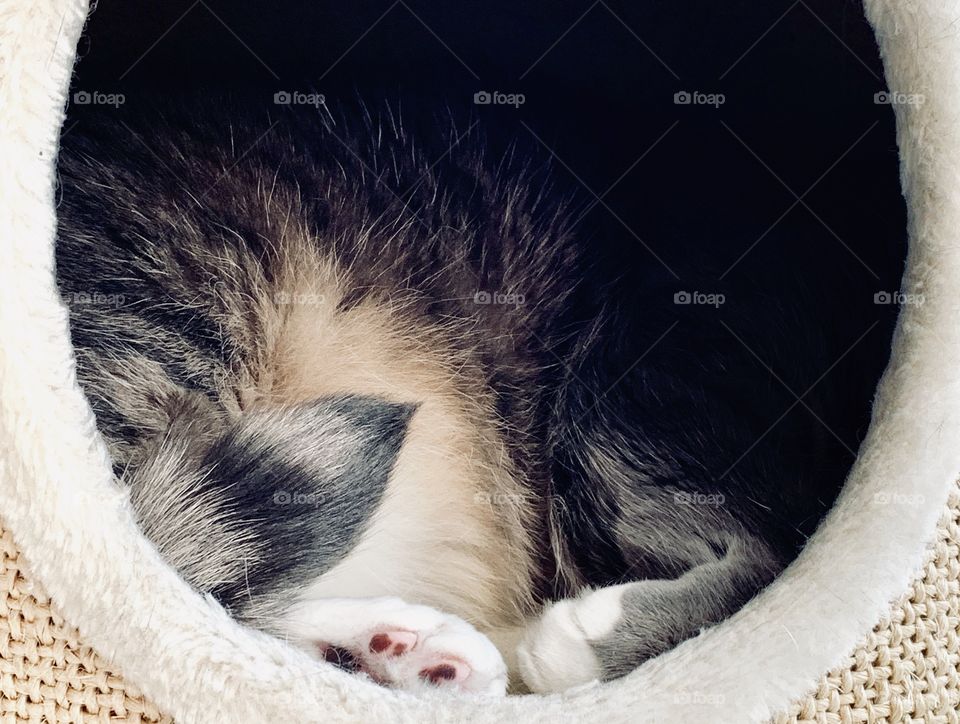 Cat hiding in shadow while the sun is shining on his tail and feet