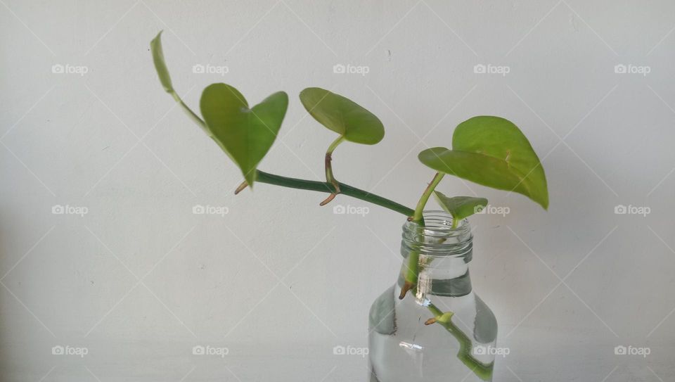 Plants are grown in used bottles