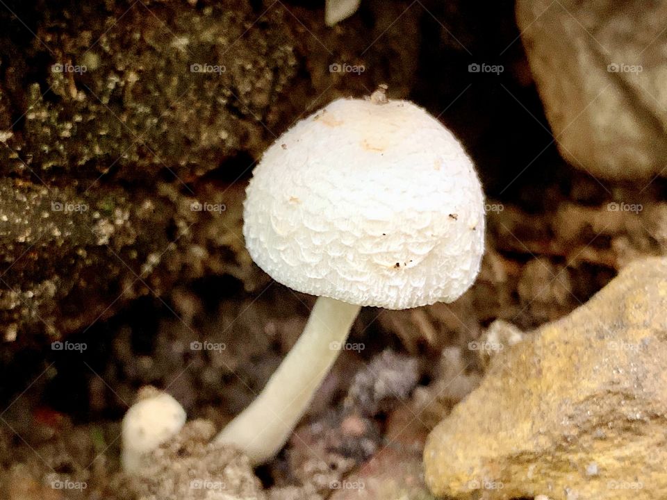 White mushroom in the middle of rocks