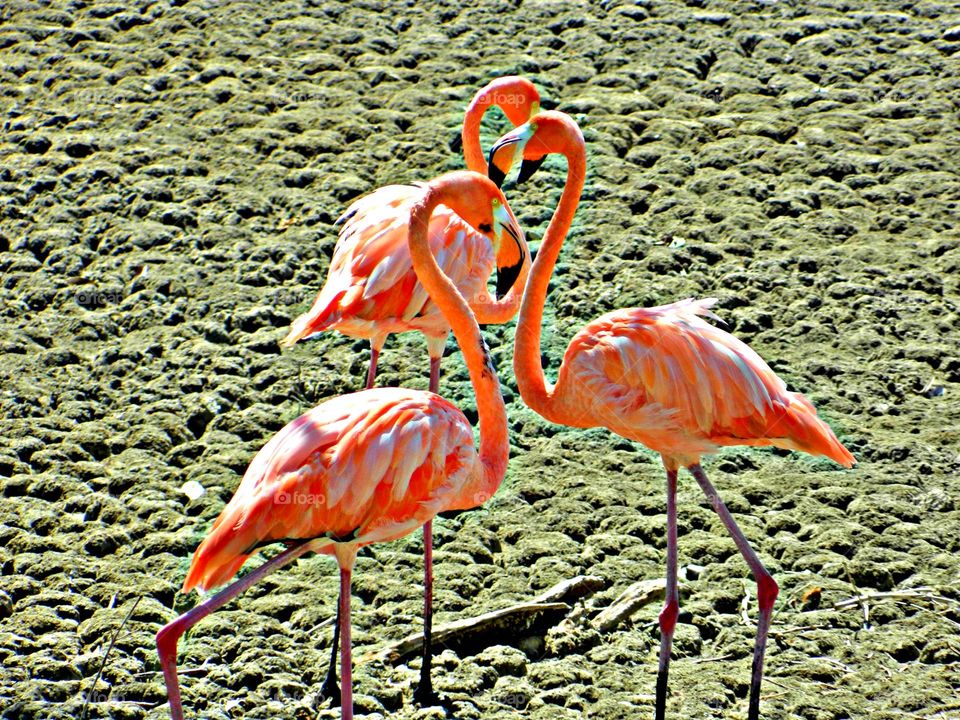 Birds & Bees - Nature in Motion - Three Pink Flamingos- Birds in action by analyzing their movements, vocalization, and even behavior. Birds steer mainly with their tails, and some use their wings for precise maneuvers.
