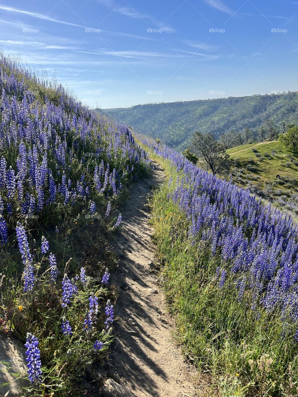 Lupine super bloom