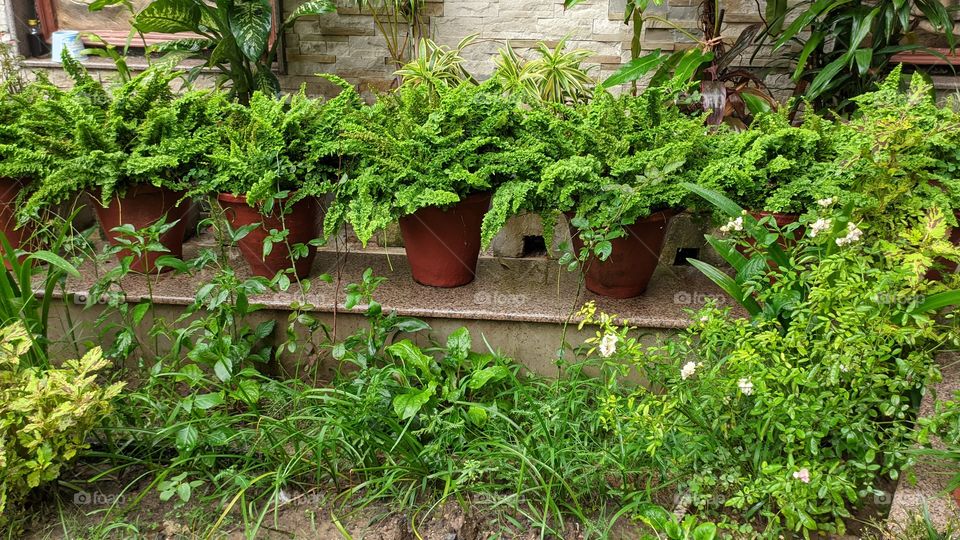 Potted plants arranged in a home garden