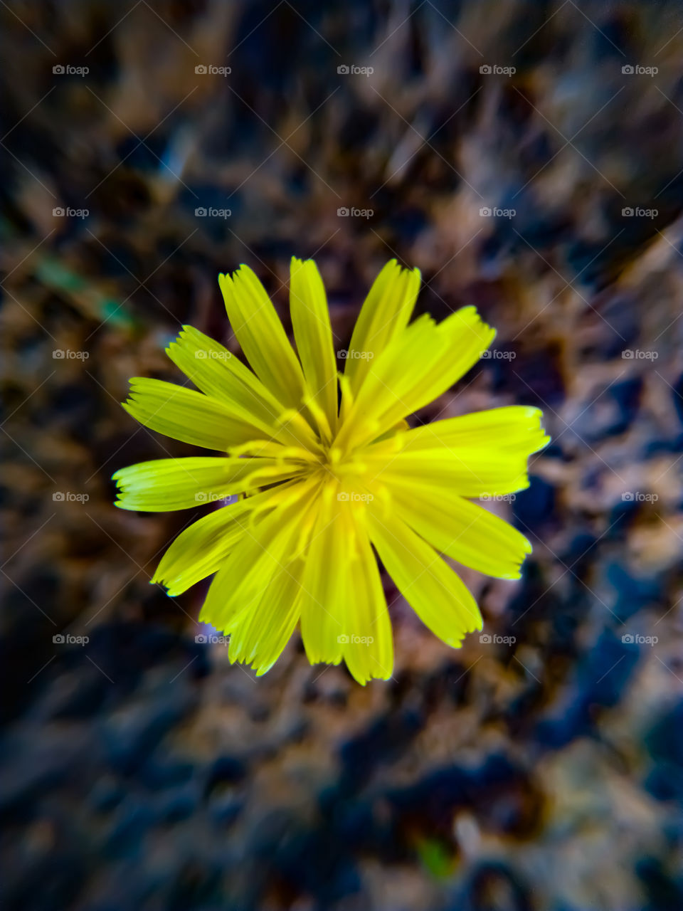 Yellow flowers blooming in summer on a gray background
