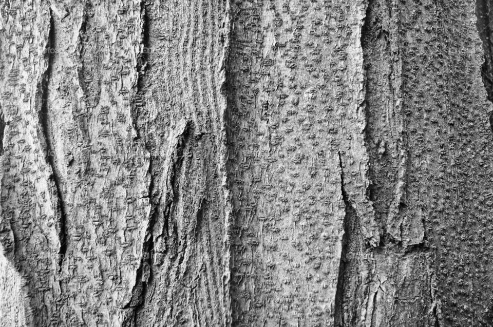 Old bark texture