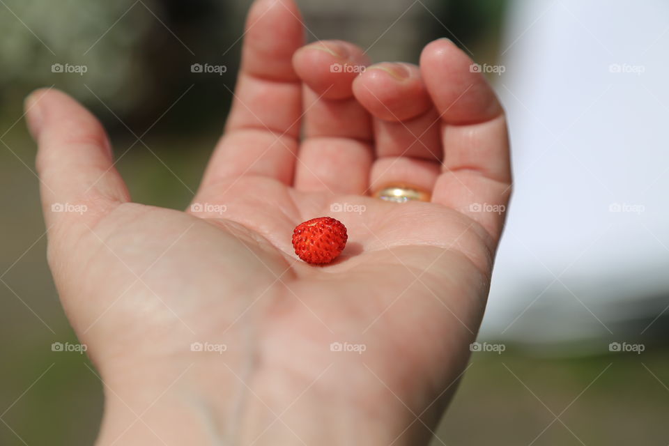 Colorful berries