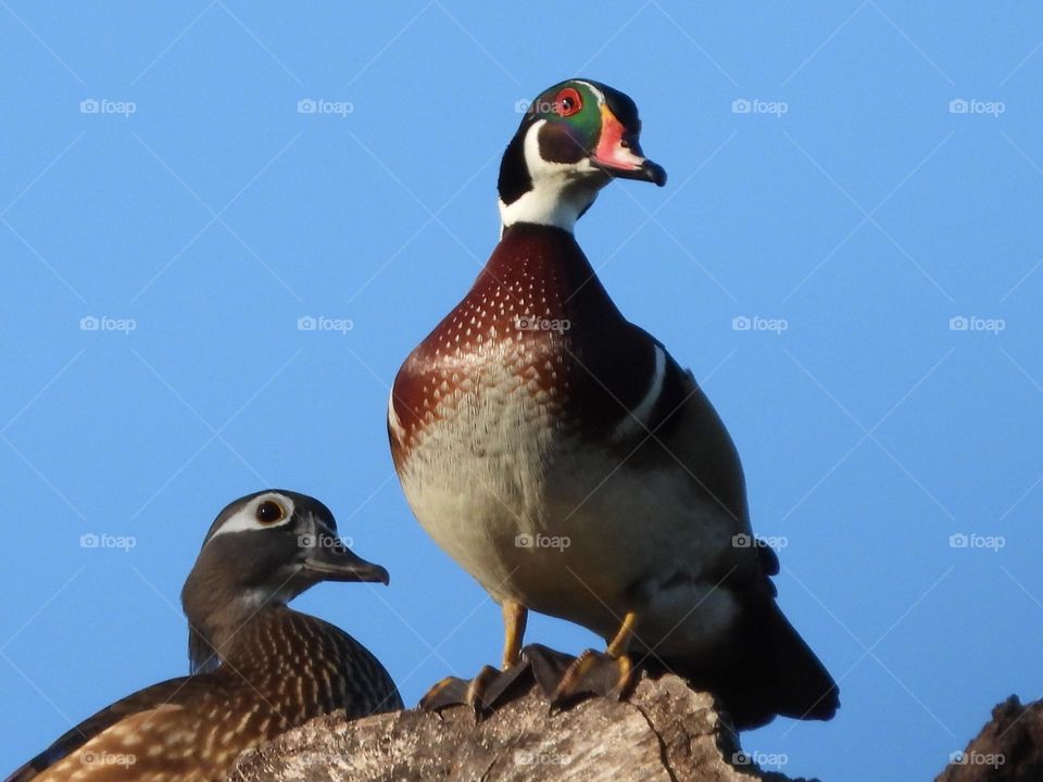Male and female Wood Ducks together on nest male watching over mate and family