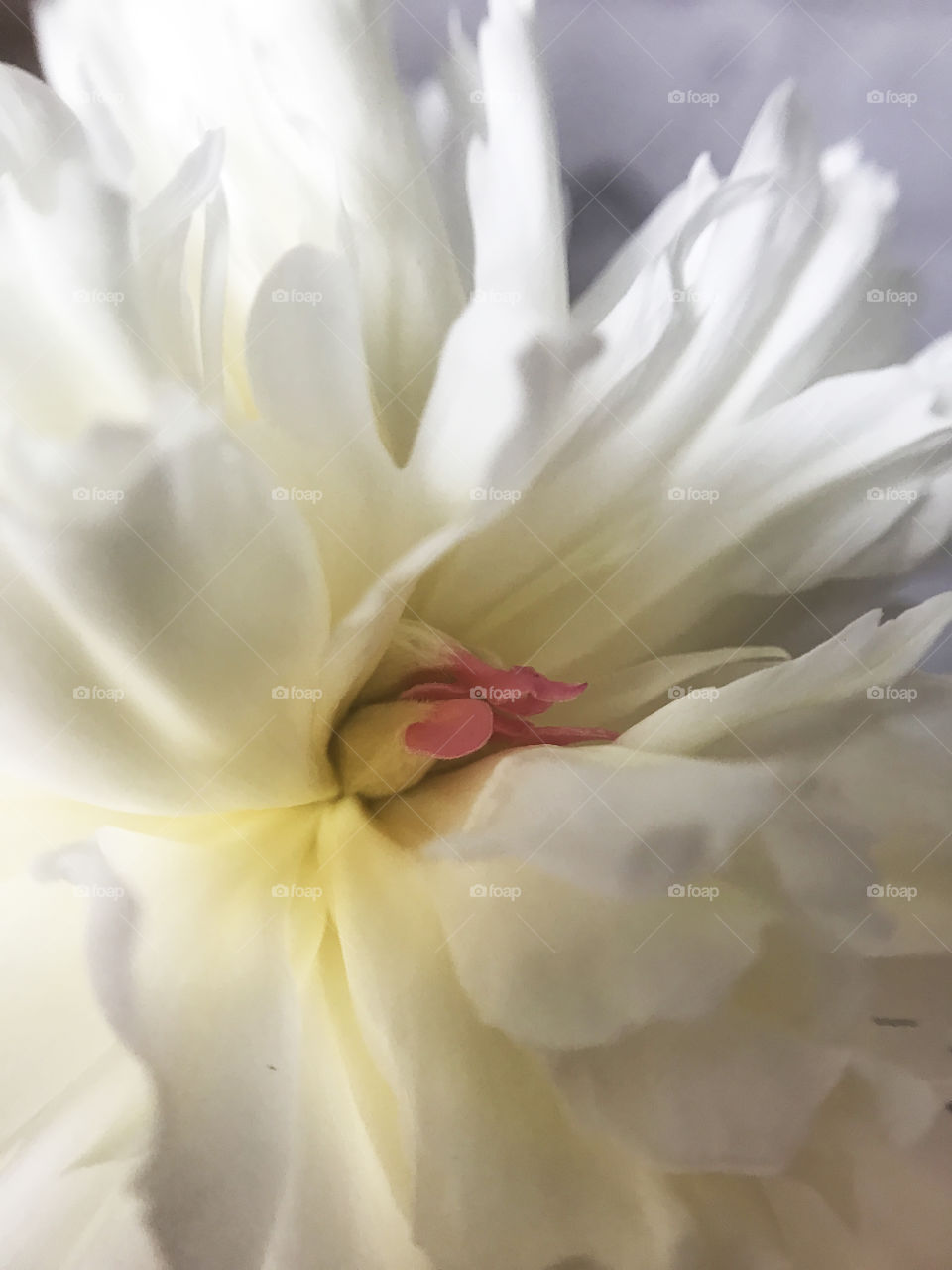 White peony 