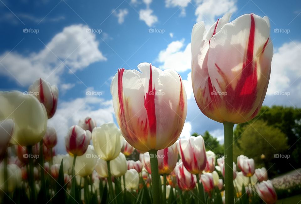 Tip toe through the tulips