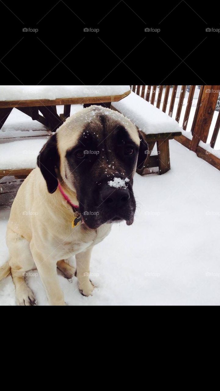 Snow dog