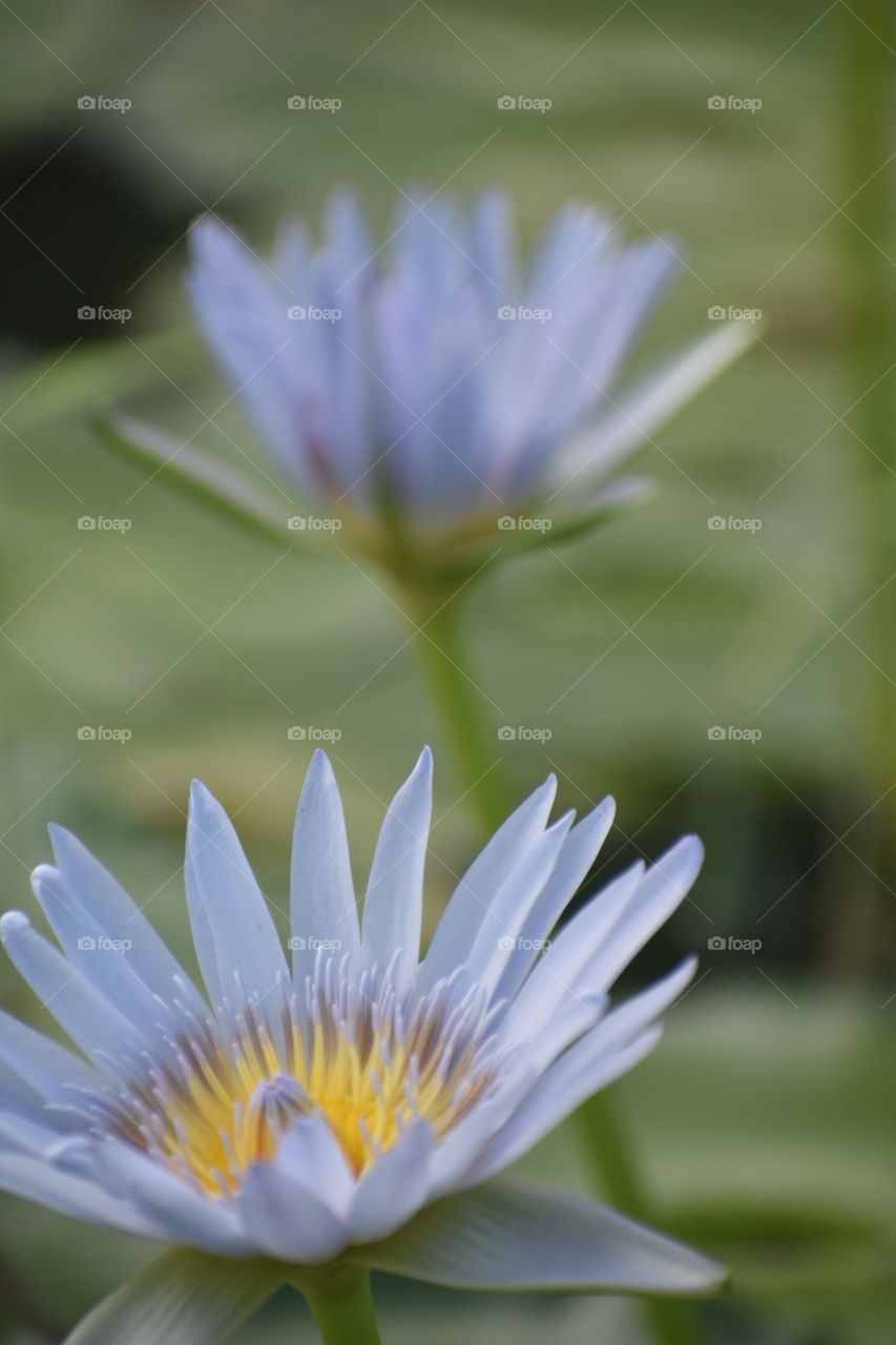 Water Lillie’s