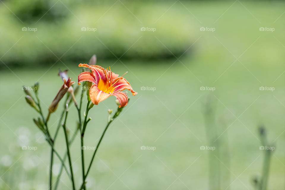 flower
nature
grass 