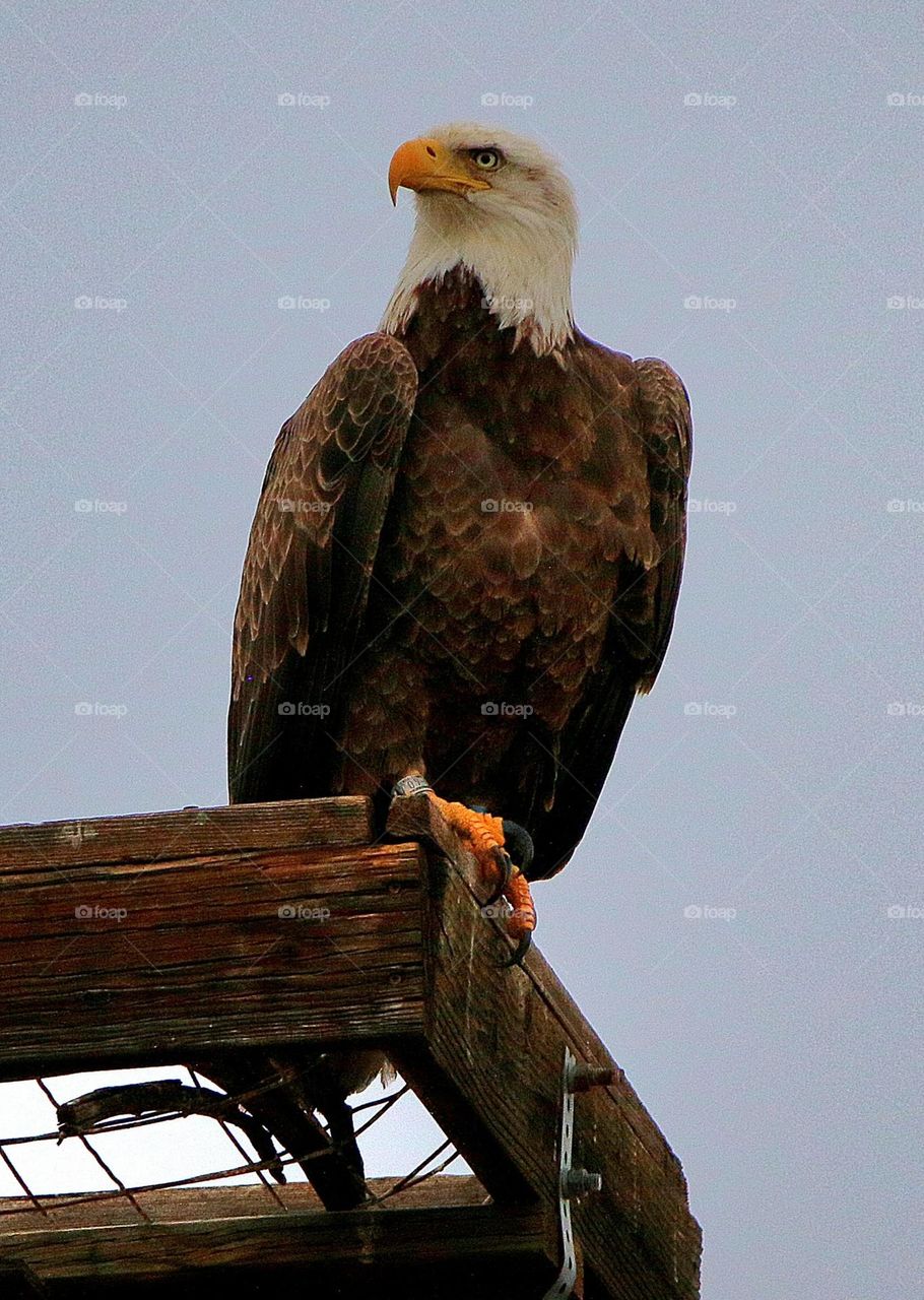 Bald Eagle on High Roost