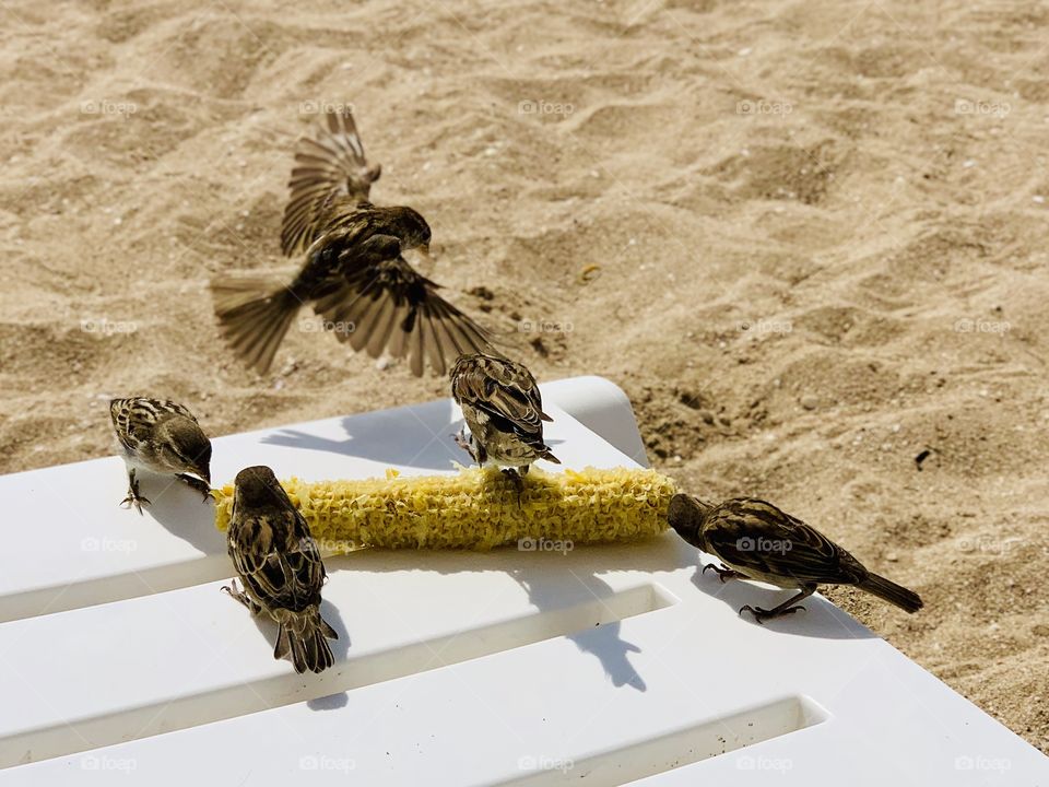 sparrows on the beach are enjoying corn on the cob
